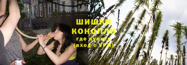 прущие грибы Осташков