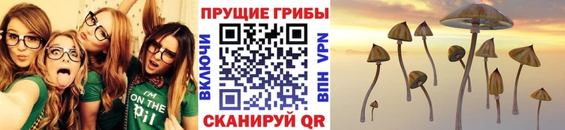 Купить  Елабуга  Псилоцибиновые грибы Psilocybe 